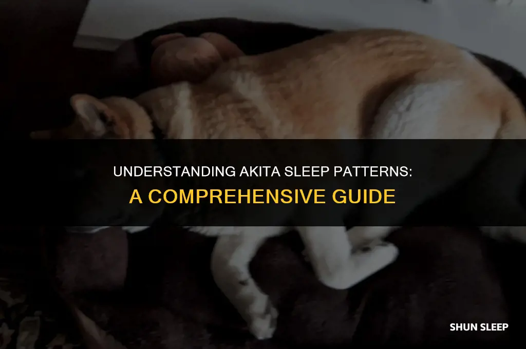 how many hours a day does an akita sleep
