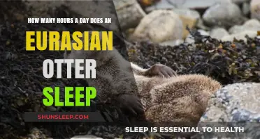 Unveiling the Slumber Secrets of Eurasian Otters: A Daily Dose of Rest