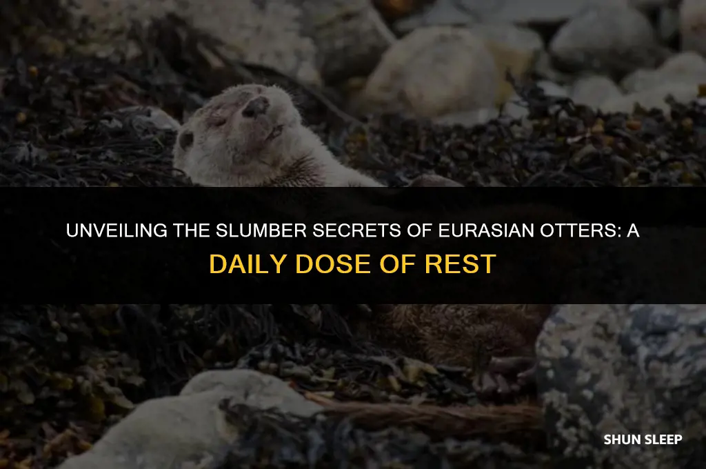 how many hours a day does an eurasian otter sleep