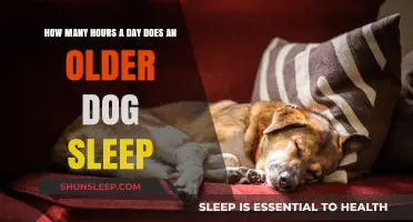 Understanding Canine Rest: How Much Sleep Does Your Senior Dog Need?