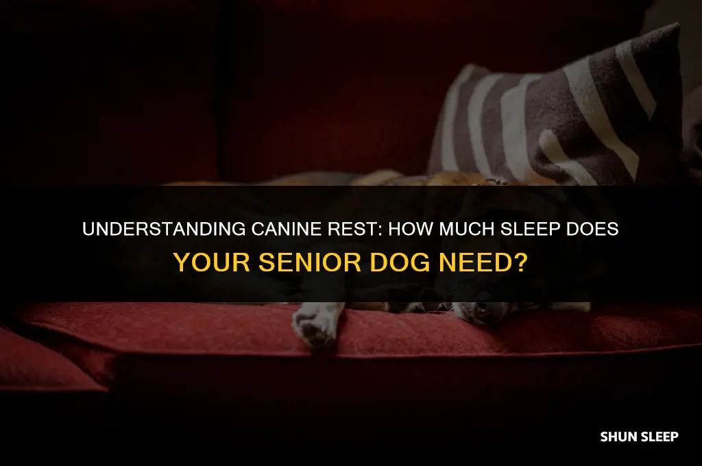 how many hours a day does an older dog sleep
