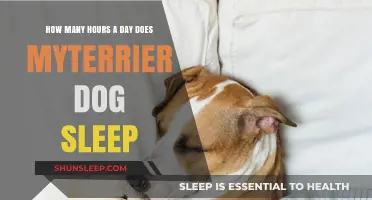 Understanding Your Terrier's Sleep Patterns: A Guide for Dog Owners
