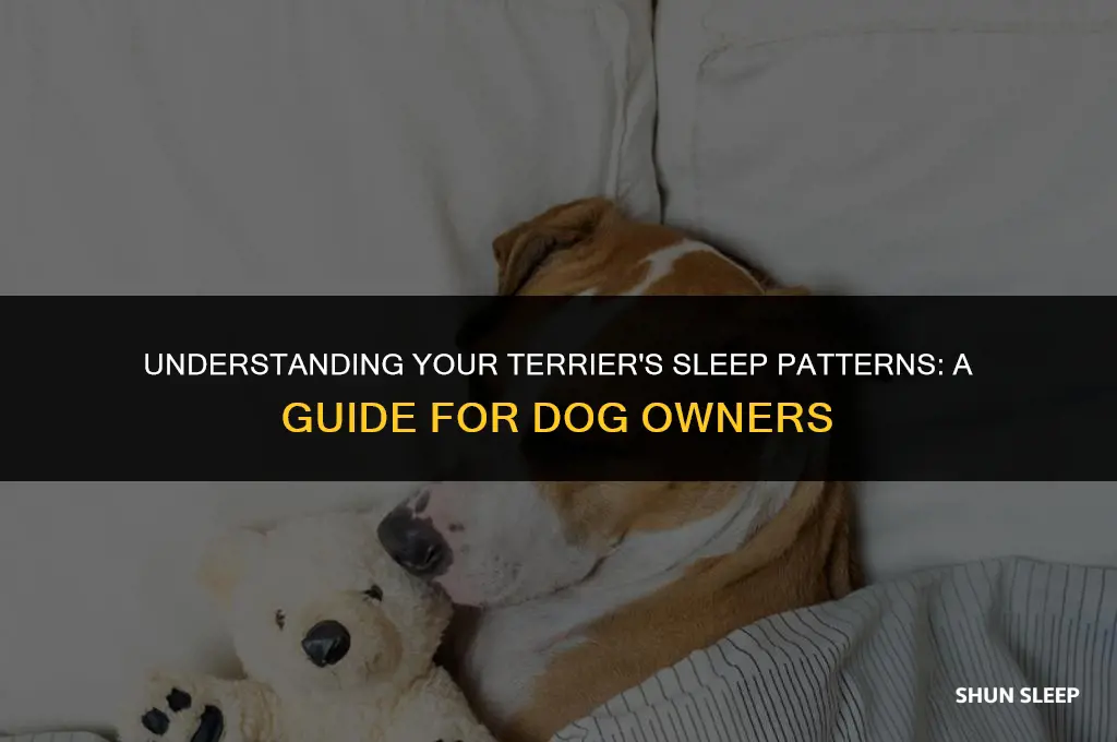 how many hours a day does myterrier dog sleep