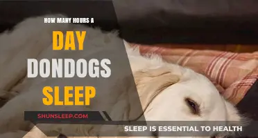 Understanding Canine Rest: A Guide to Dog Sleep Patterns