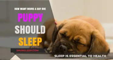 Puppy Slumber: Unraveling the Ideal Daily Sleep Duration for Your Furry Friend