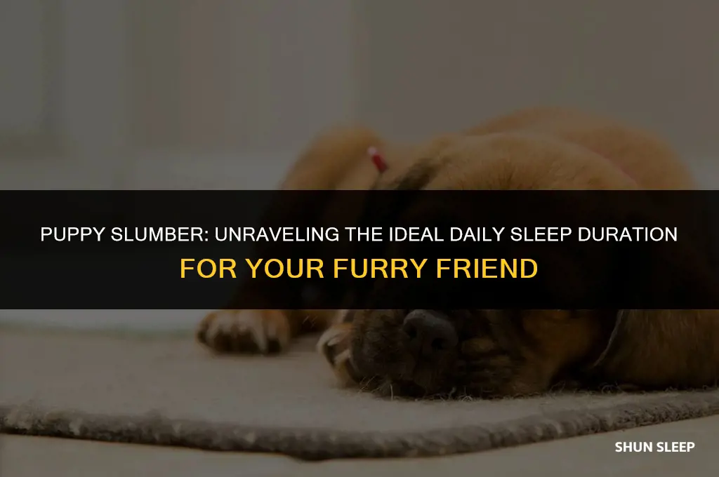 how many hours a day due puppy should sleep