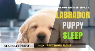 Understanding Labrador Puppy Sleep Needs: A Comprehensive Guide