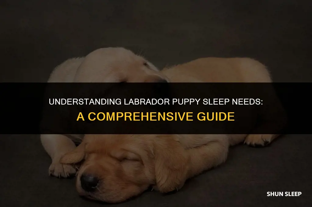 how many hours a day should a labrador puppy sleep