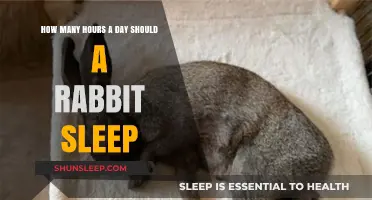 Understanding Rabbit Sleep Patterns: A Guide to Healthy Rest for Your Bunny