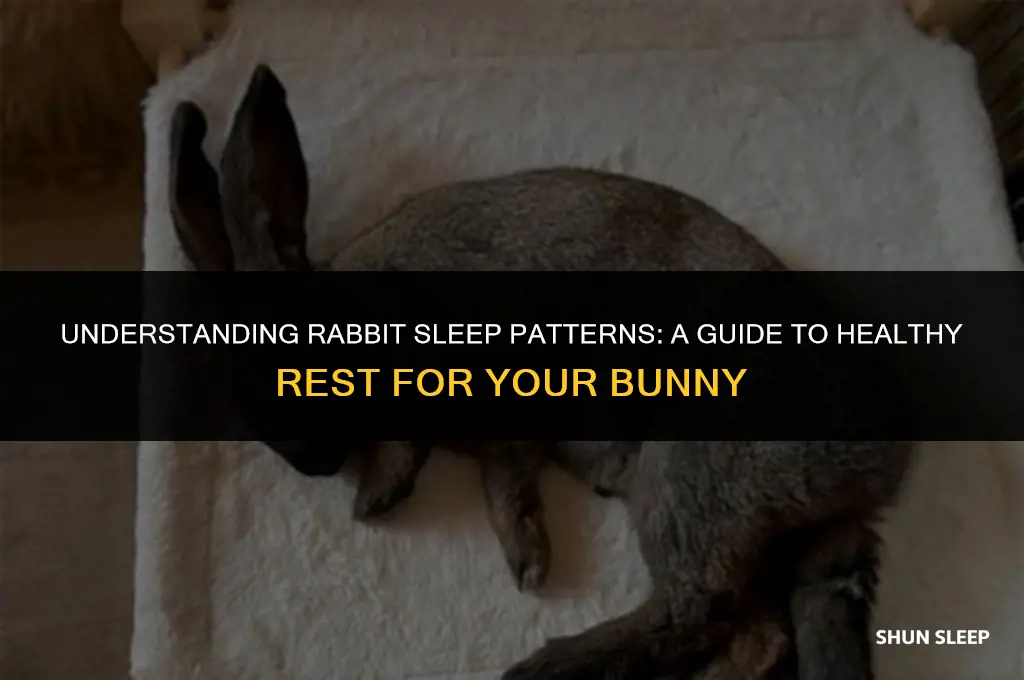 how many hours a day should a rabbit sleep