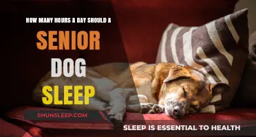 Understanding Senior Dog Sleep Needs: A Guide for Pet Owners