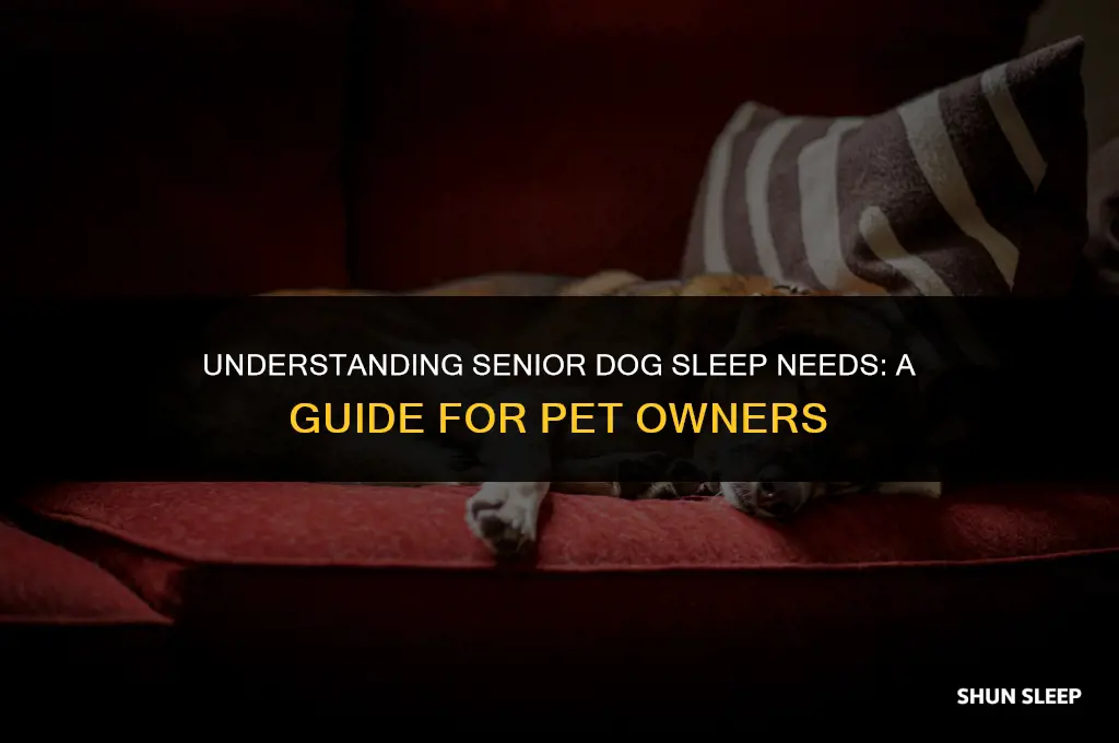 how many hours a day should a senior dog sleep