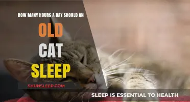 Understanding Feline Slumber: A Guide to Old Cat Sleep Patterns