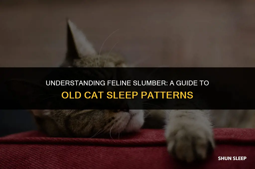 how many hours a day should an old cat sleep