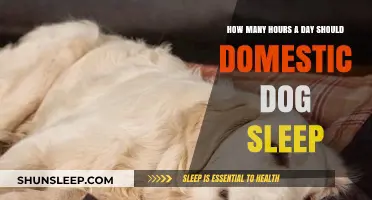 Understanding Canine Sleep Patterns: A Guide for Dog Owners