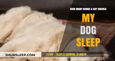 Understanding Canine Sleep Patterns: A Guide for Dog Owners
