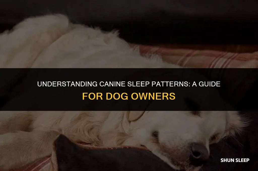 how many hours a day should my dog sleep