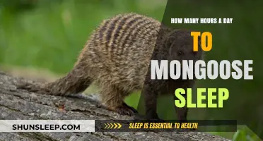 Unraveling the Mystery: How Much Do Mongooses Sleep Daily?