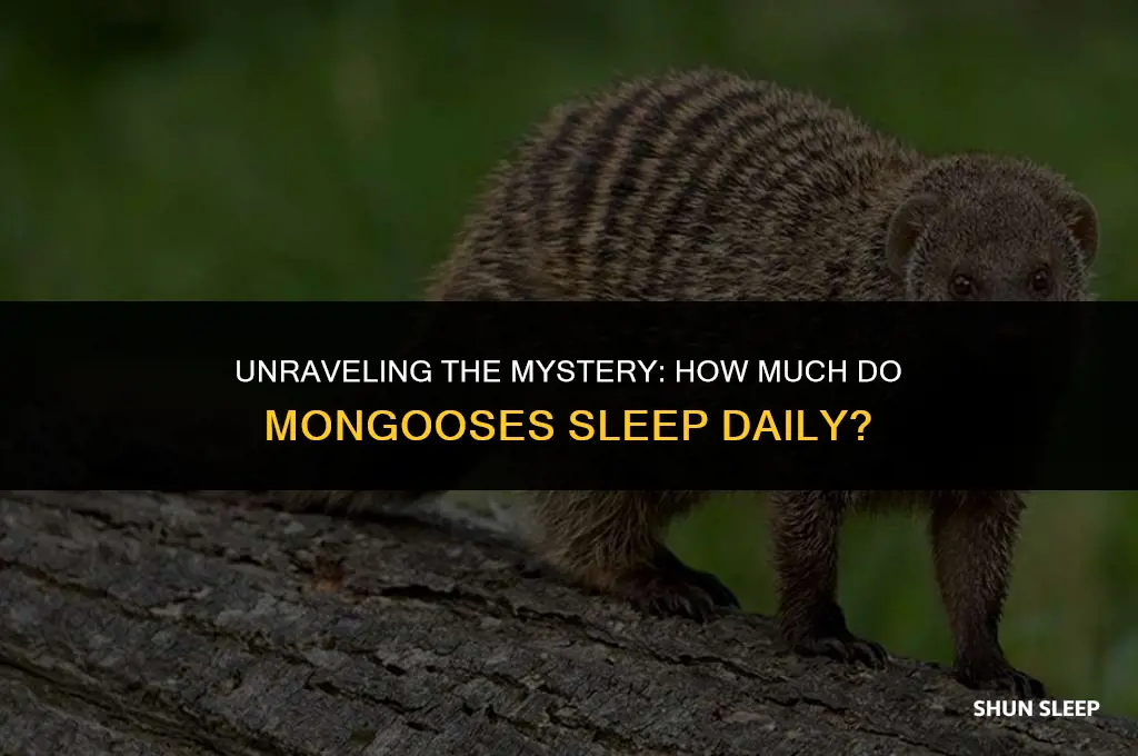 how many hours a day to mongoose sleep