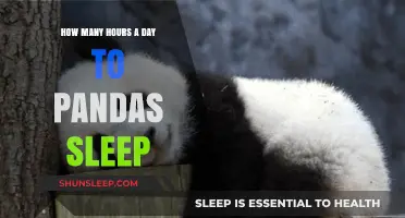 Unveiling the Slumber Secrets: A Day in the Life of Pandas