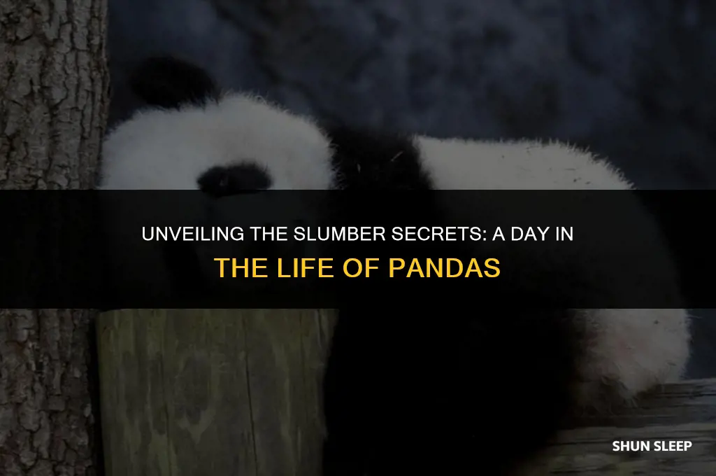 how many hours a day to pandas sleep