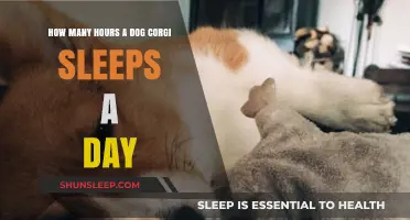 Corgi Snooze: Unraveling the Mystery of Their Daily Sleep Habits