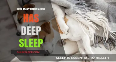 Understanding Canine Sleep Patterns: Deep Sleep Duration in Dogs