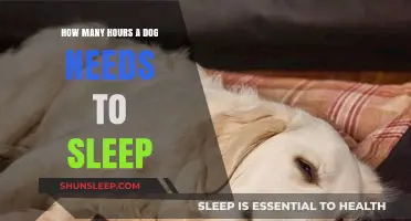 Understanding Canine Rest: How Much Sleep Does Your Dog Need?