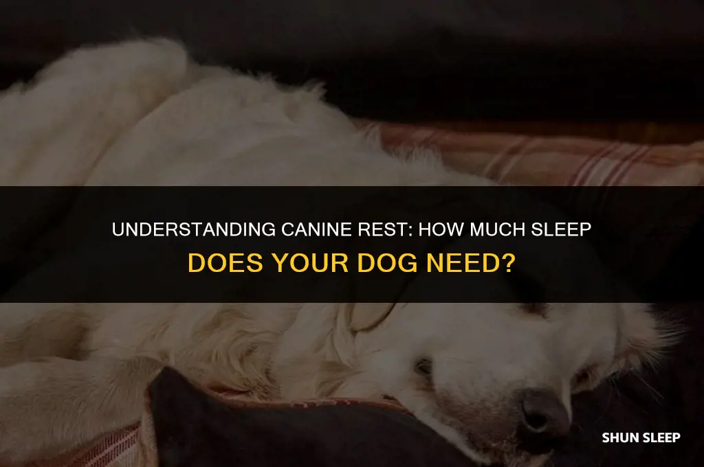 how many hours a dog needs to sleep