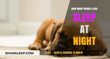 Understanding Canine Sleep Patterns: A Guide to Doggy Dreams