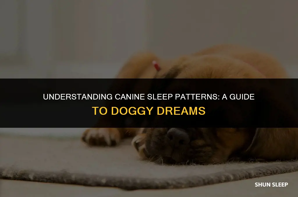 how many hours a dog sleep at night