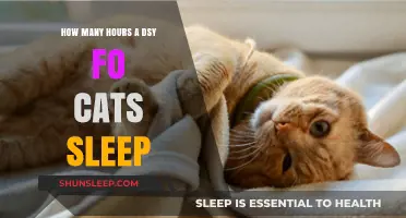 Understanding Feline Slumber: A Guide to Cat Sleep Patterns