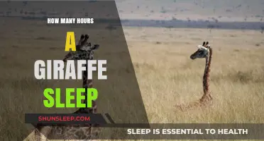 Unraveling the Mystery: Giraffe Sleep Patterns and Duration