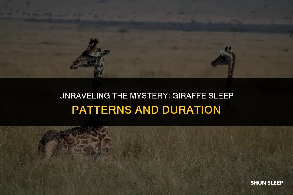 how many hours a giraffe sleep