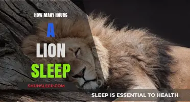 Unveiling the Restful Habits of Lions: A Deep Dive into Their Sleep Patterns