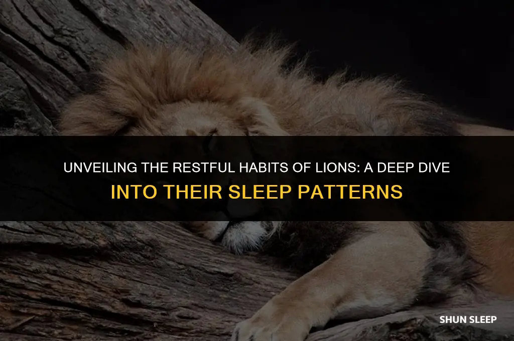 how many hours a lion sleep