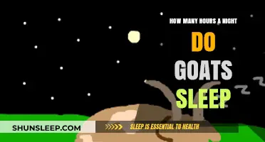 Understanding Goats' Nightly Rest: How Many Hours Do They Sleep?