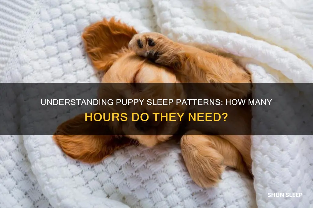 how many hours a night do puppies sleep