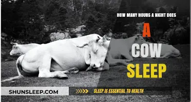 Understanding Cow Sleep Patterns: How Many Hours Do They Rest Nightly?