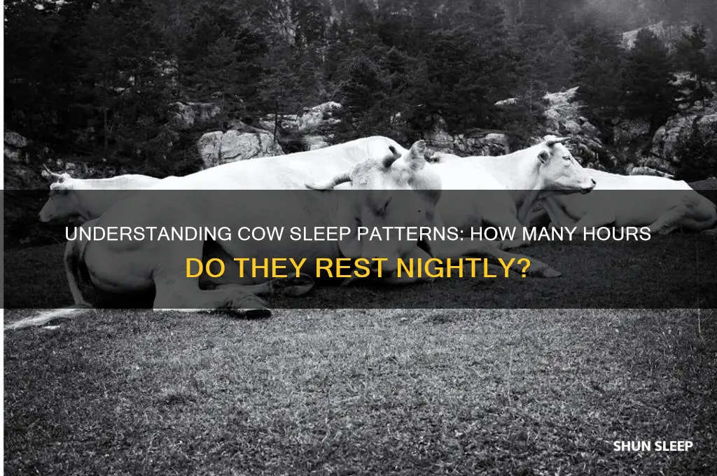 how many hours a night does a cow sleep