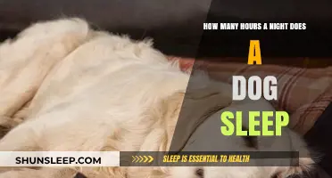 Understanding Your Dog's Sleep Patterns: How Many Hours Do They Need?