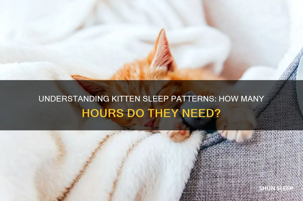 how many hours a night does a kitten sleep