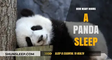 Pandas' Sleep Secrets: Unveiling Their Daily Resting Hours