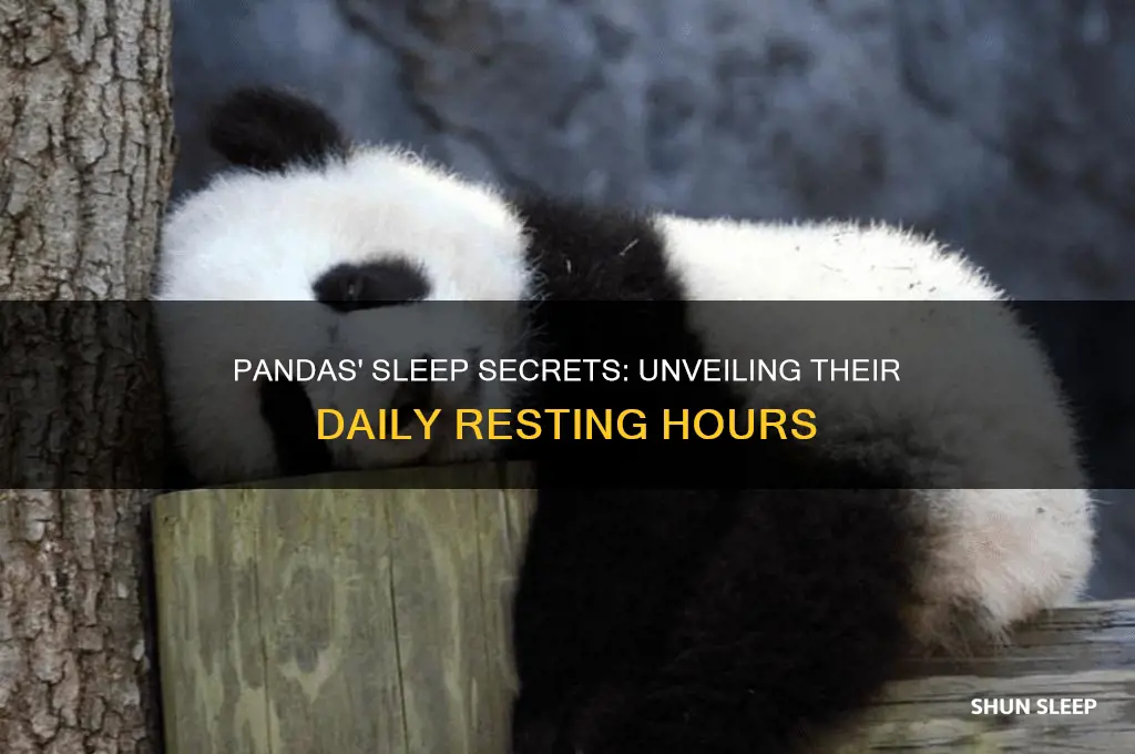 how many hours a panda sleep