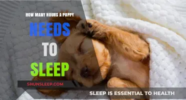 Understanding Your Puppy's Sleep Needs: Essential Hours for Growth and Health