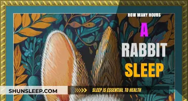 Understanding Rabbit Sleep Patterns: How Many Hours Do They Rest?