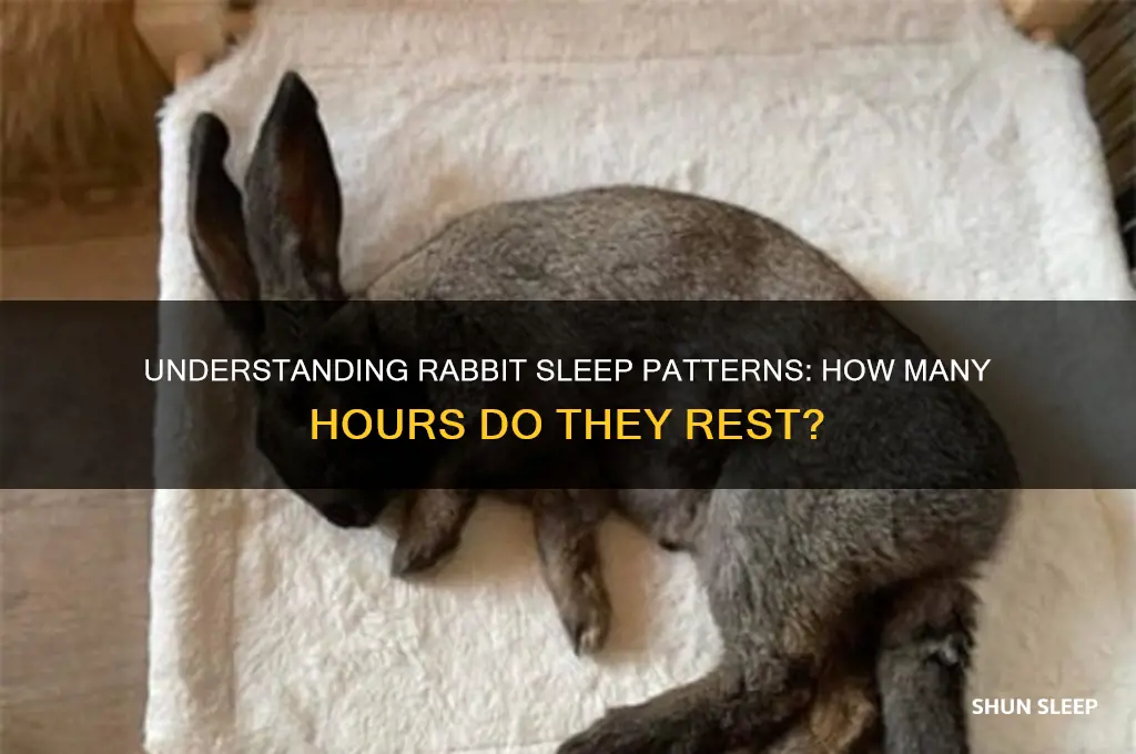 how many hours a rabbit sleep