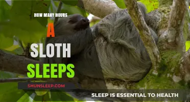 Unveiling the Sloth's Sleep Secrets: Hours of Daily Rest Explained