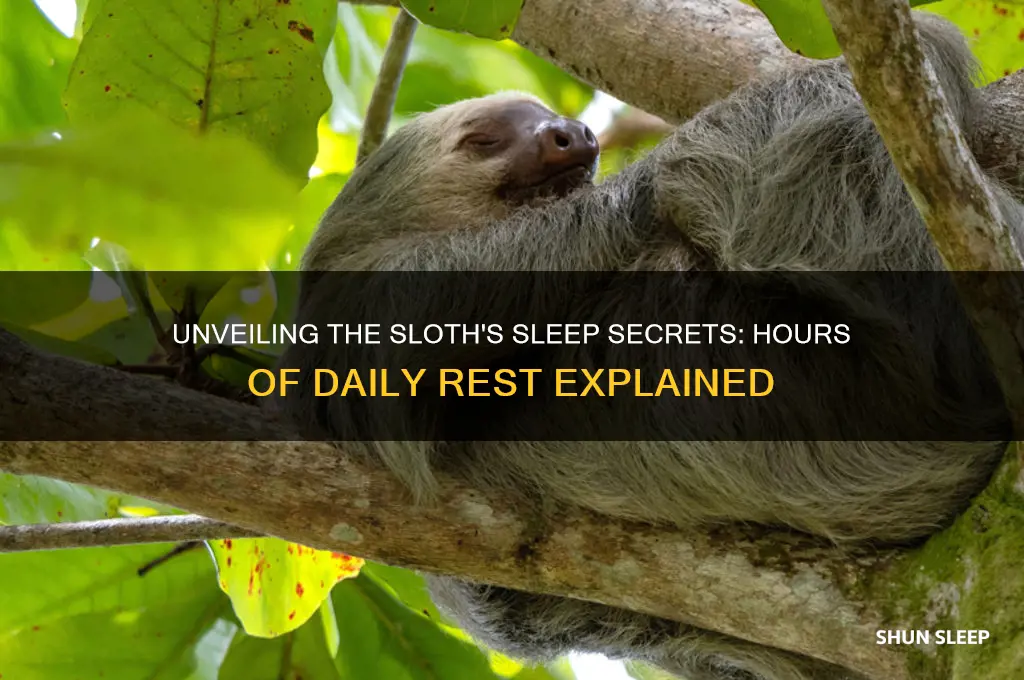 how many hours a sloth sleeps