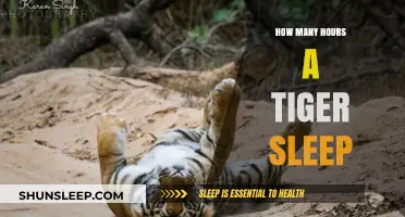 Tiger Sleep Patterns: Unveiling Their Daily Resting Hours and Habits